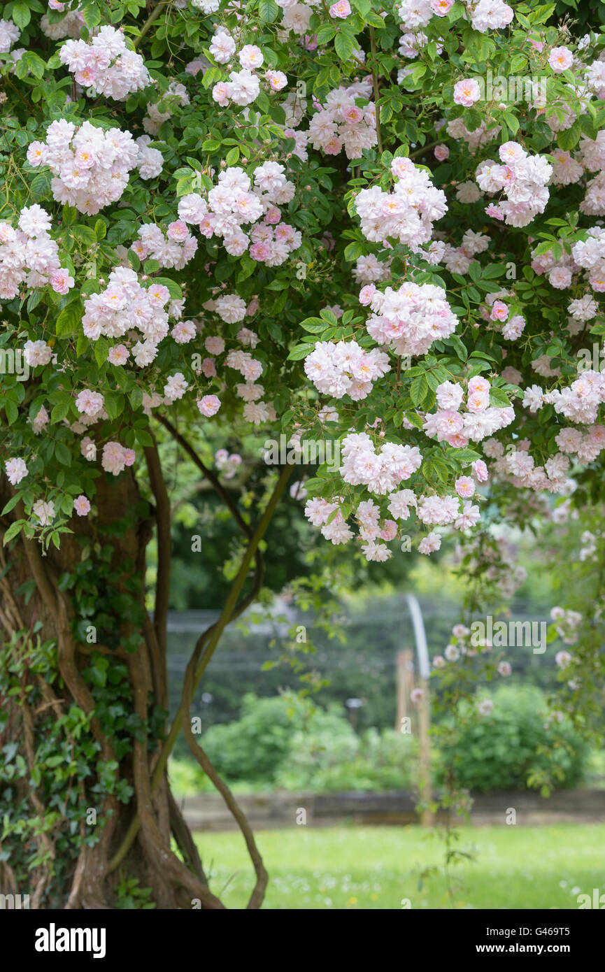 Pauls Himalayan Musk Stieg Rambling Rose Wachst Auf Einem Baum In Einem Cotswold Garten Ashton Unter Hill Worcestershire England Stockfotografie Alamy