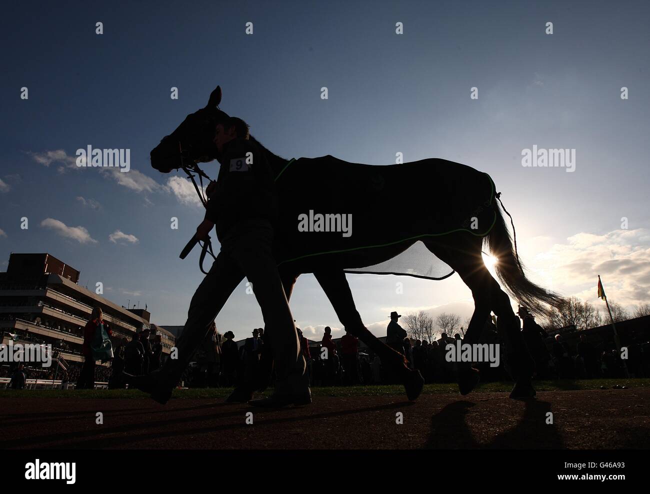 Pferderennen - 2011 Cheltenham Festival - Tag Vier. Ein Pferd wird am Gold Cup Day, während des Cheltenham Festivals, paradiert. Stockfoto