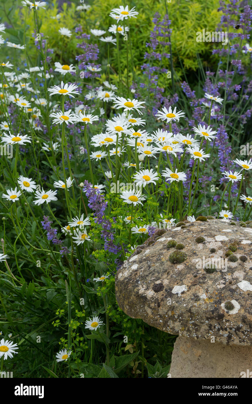 Staddle Stein und Oxeye Daisy Blumen im Cotswold Garten. Ashton unter Hill, Worcestershire, England Stockfoto