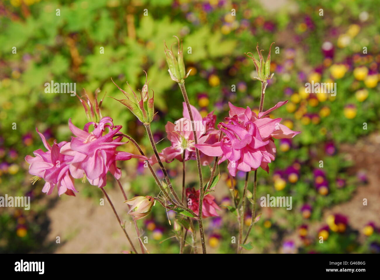Akelei Blumen, Aguilegia alpine Stockfoto