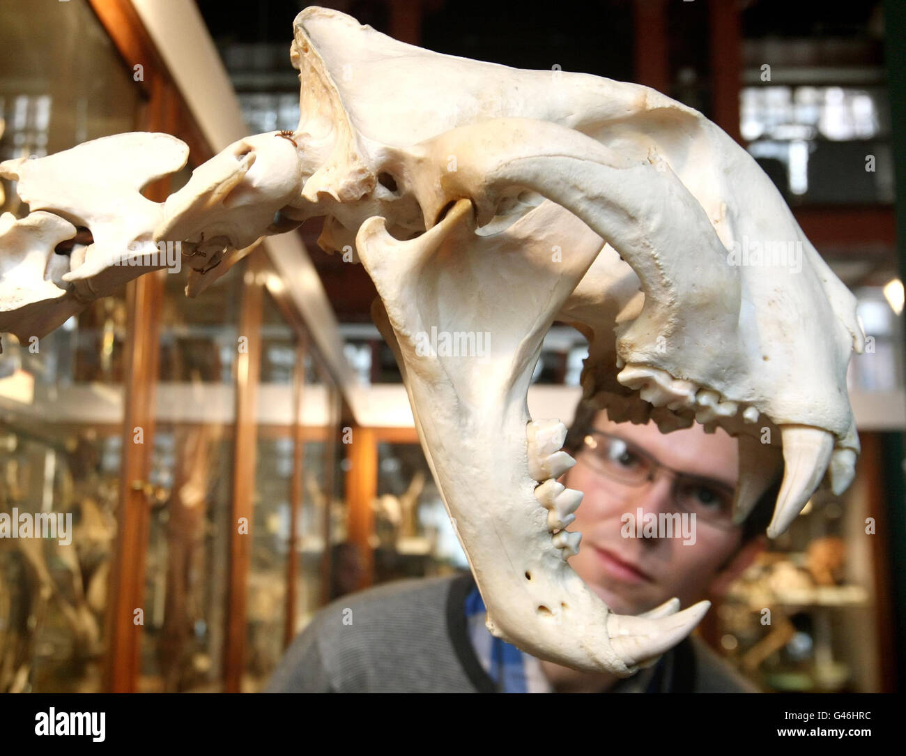 UCL-Mitarbeiter Jack Ashby betrachtet ein Tigerskelett, das Teil des Grant Museum of Zoology & Comparative Anatomy ist, das heute wieder für die Öffentlichkeit geöffnet wurde. Stockfoto