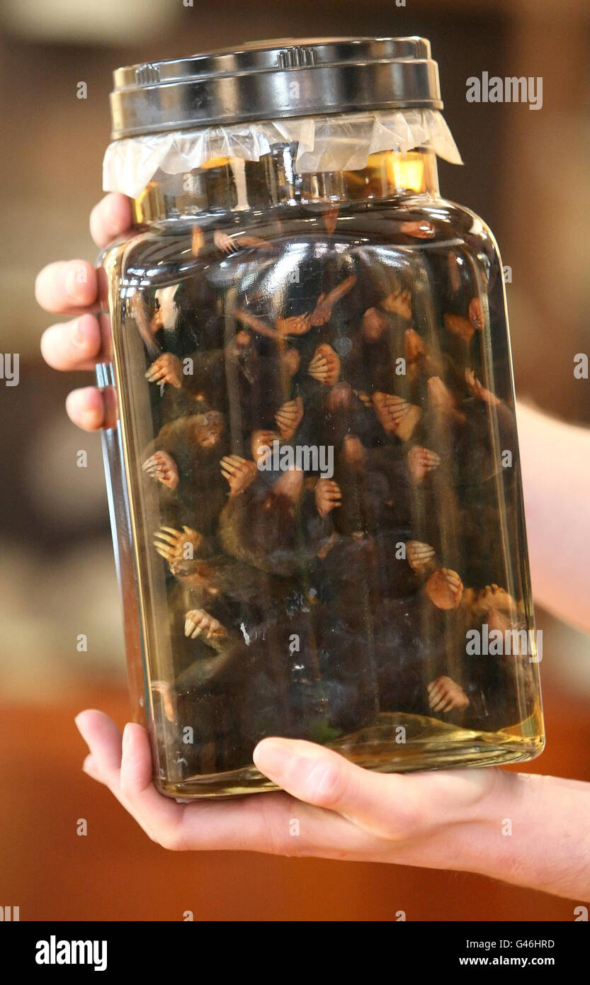 Grant Museum für Zoologie Stockfoto