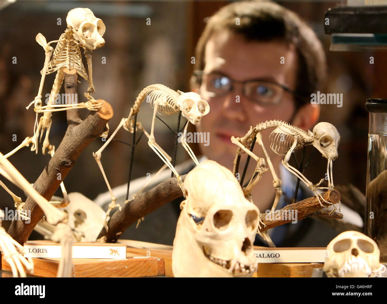 UCL-Mitarbeiter Jack Ashby schaut sich die Primaten-Skelette an, die Teil des Grant Museum of Zoology & Comparative Anatomy sind, das heute wieder für die Öffentlichkeit geöffnet wurde. Stockfoto