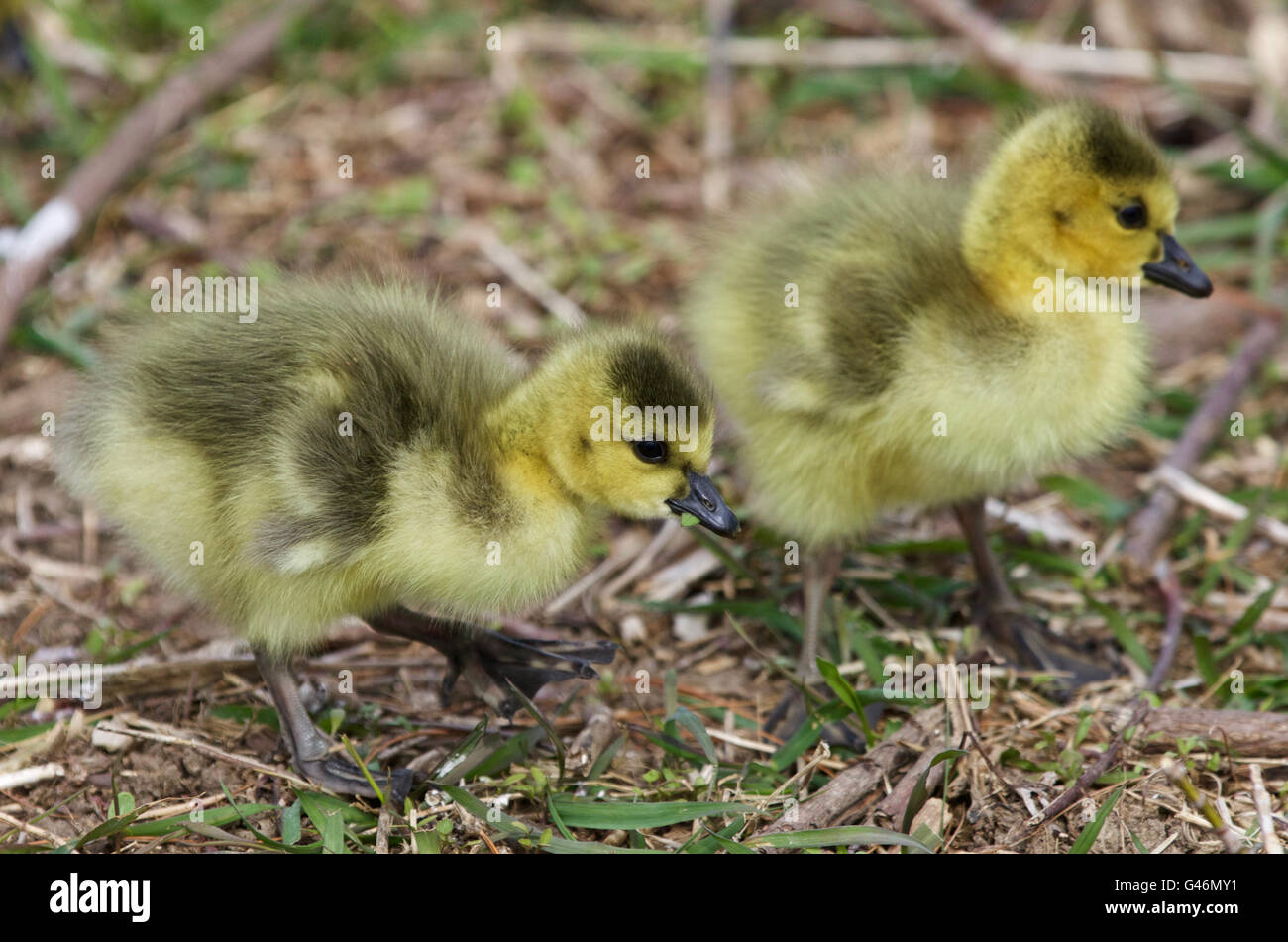 Schöne isoliert Foto mit zwei Küken von der Kanadagans Stockfoto