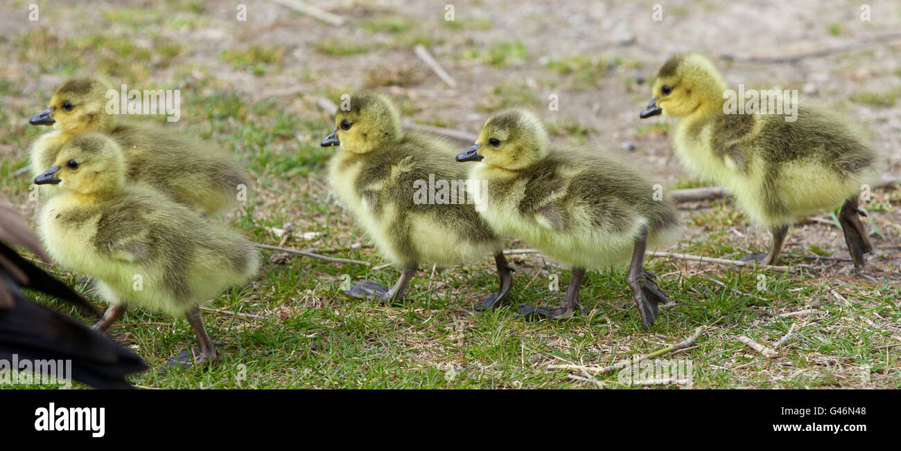 Schönes Bild mit fünf niedliche Küken von der Kanadagänse gehen zusammen durch die Wiese Stockfoto