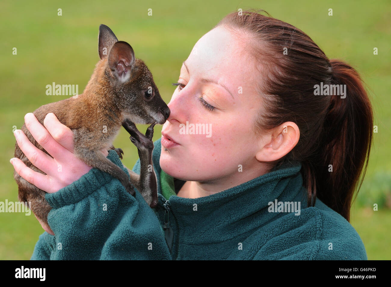 Wallaby joey Pip bekommt einen Kuss von 'Mum' Alex Pinnell im ZSL Whipsnade Zoo, Dunstable, Bedfordshire. Stockfoto