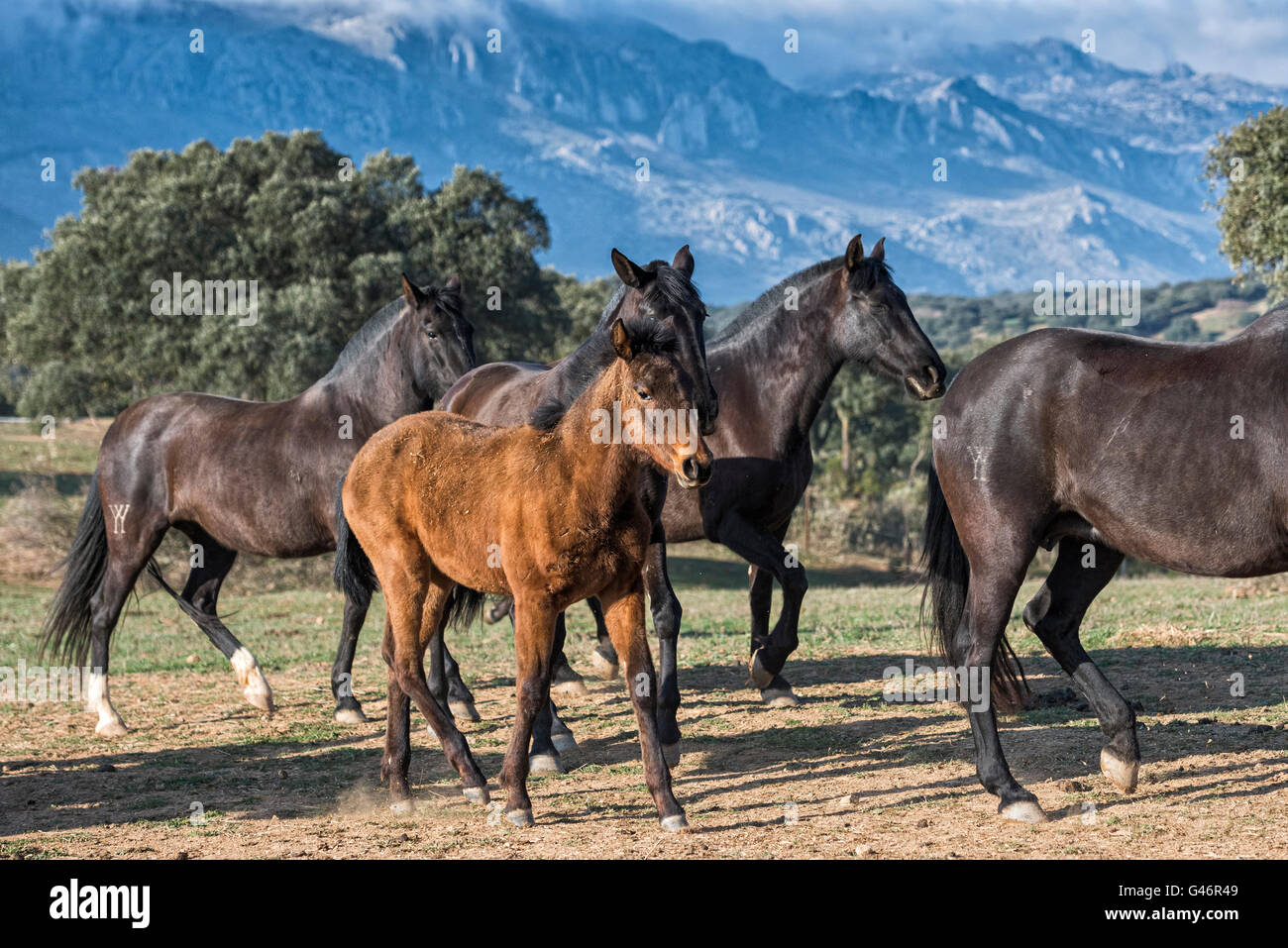 Gruppe von spanischen Zuchtstute in Spanien Stockfoto Gruppe von spanischen Zuchtstute in Spanien Stockfoto