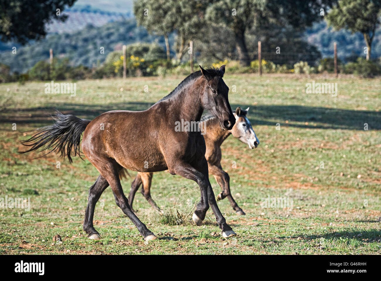 Gruppe von spanischen Zuchtstute in Spanien Stockfoto Gruppe von spanischen Zuchtstute in Spanien Stockfoto