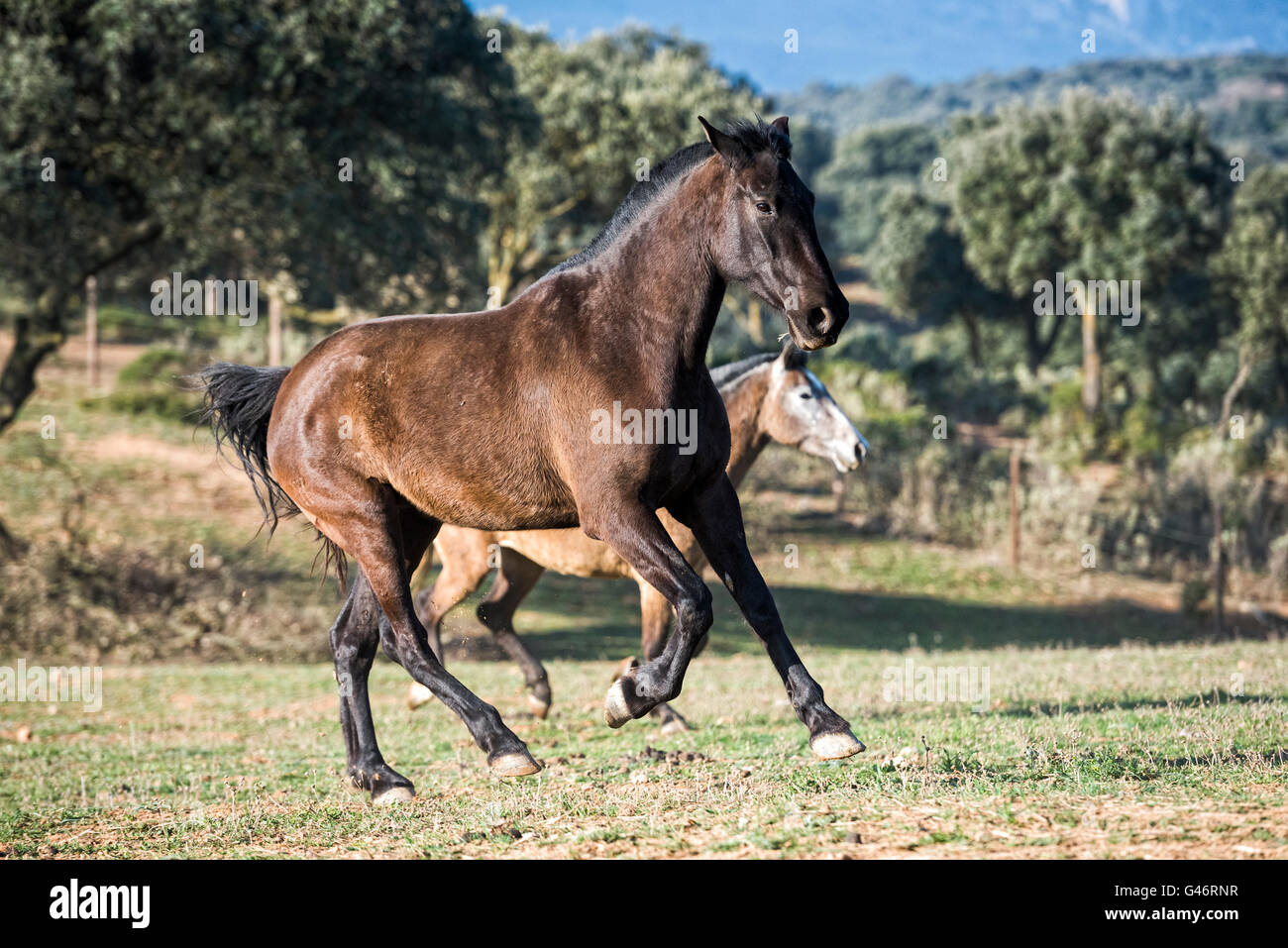 Gruppe von spanischen Zuchtstute in Spanien Stockfoto Gruppe von spanischen Zuchtstute in Spanien Stockfoto