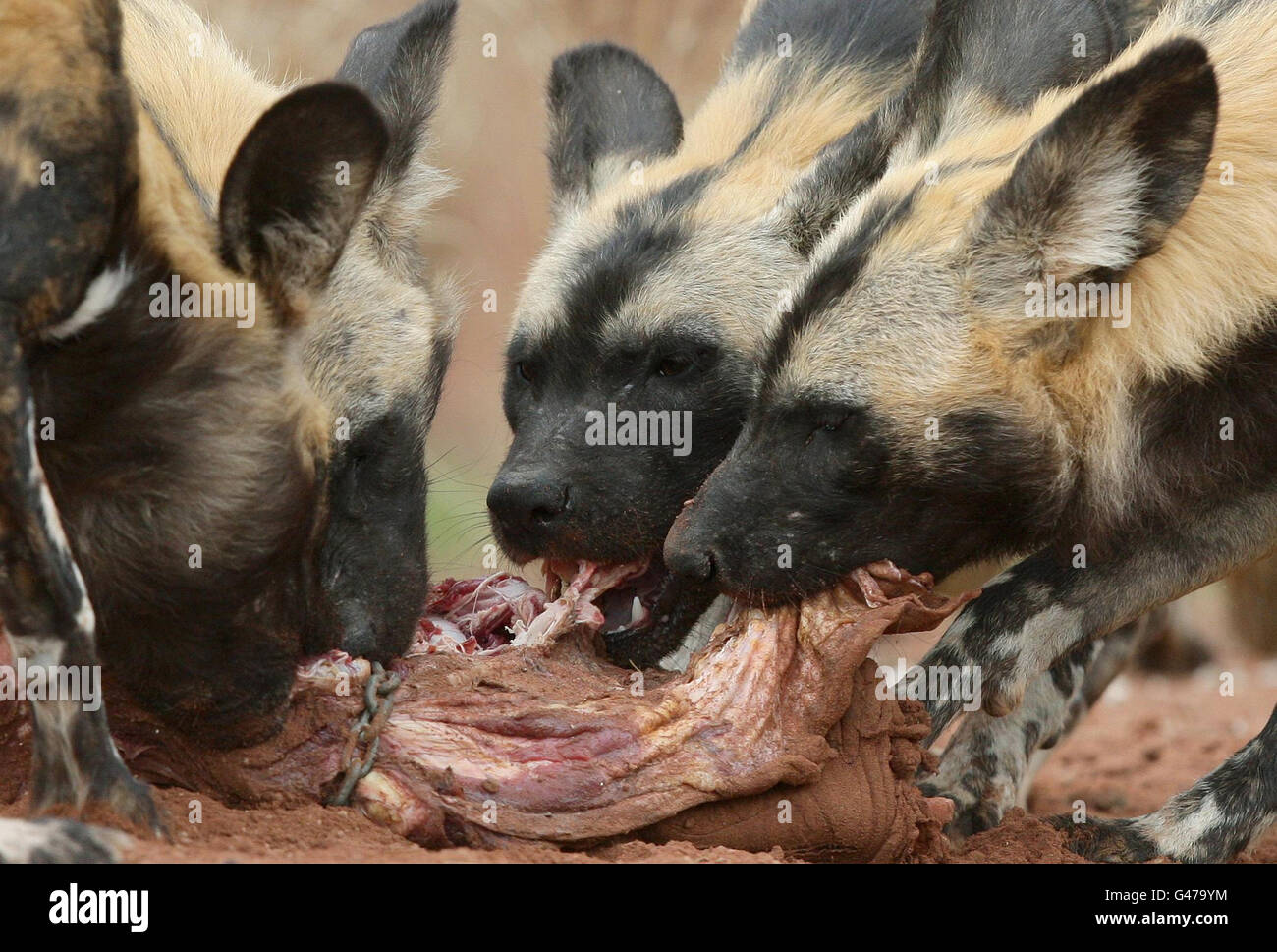 Painted Dogs (auch bekannt als African Wild Dog) fressen in ihrem neuen Gehege im Chester Zoo eine Tierkarkasse, da die Hunde zum ersten Mal seit ihrer Ankunft aus Schweden im Zoo ausgestellt werden. Stockfoto