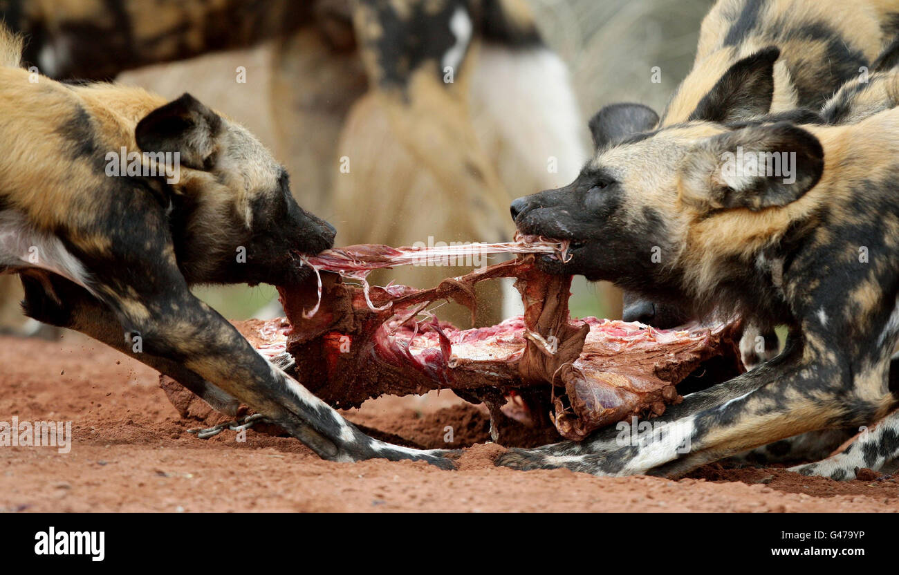 Painted Dogs (auch bekannt als African Wild Dog) fressen in ihrem neuen Gehege im Chester Zoo eine Tierkarkasse, da die Hunde zum ersten Mal seit ihrer Ankunft aus Schweden im Zoo ausgestellt werden. Stockfoto