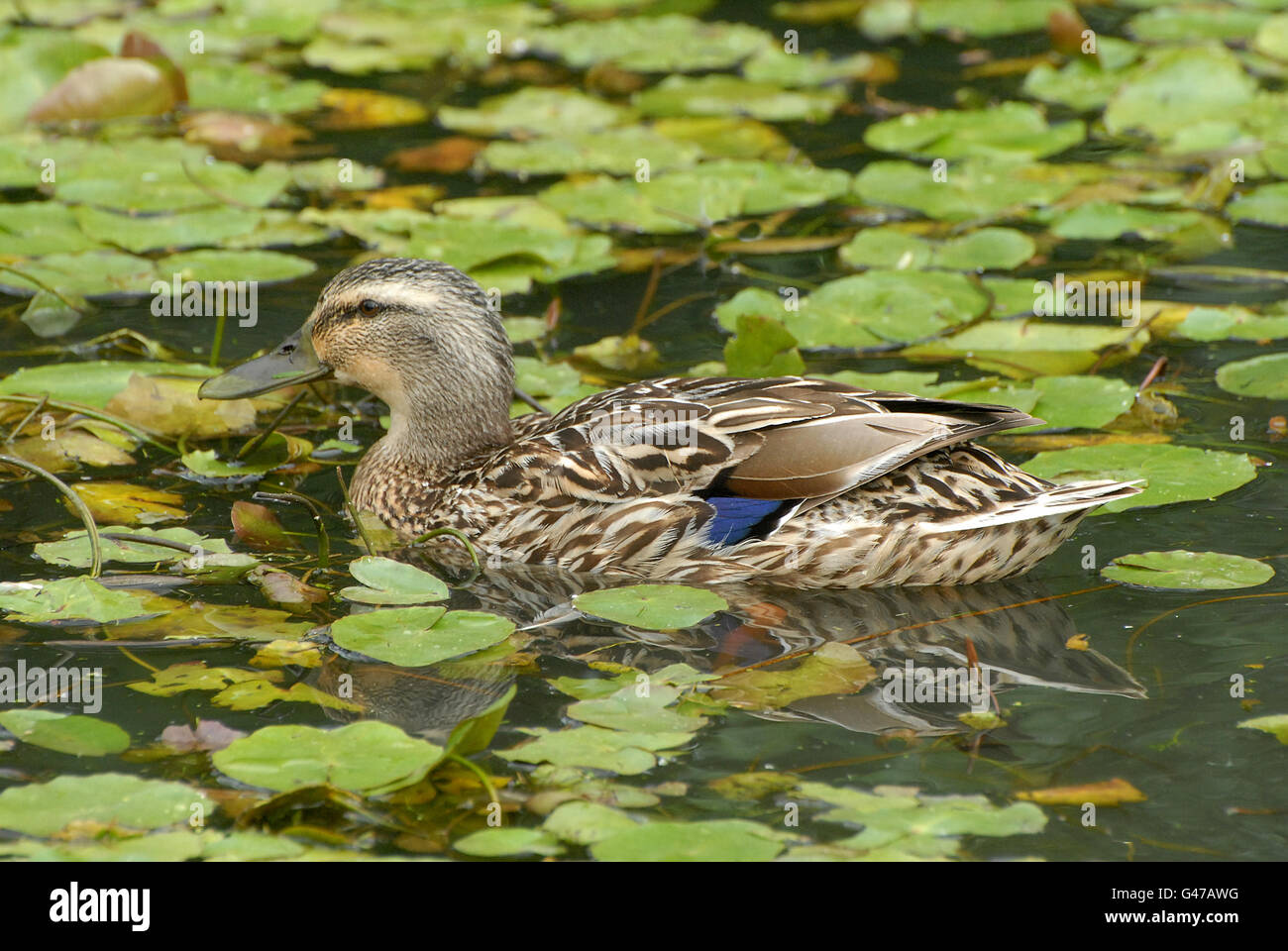 Ente Stockente Schwimmen unter Fransen Seerose Stockfoto