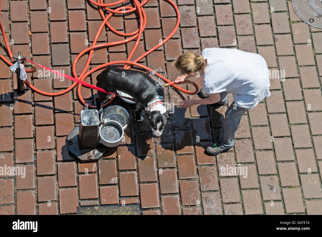 Eine junge Frau, waschen Sie ihren Hund, Columbus Square Hundepark, Philadelphia, Pennsylvania, USA Stockfoto