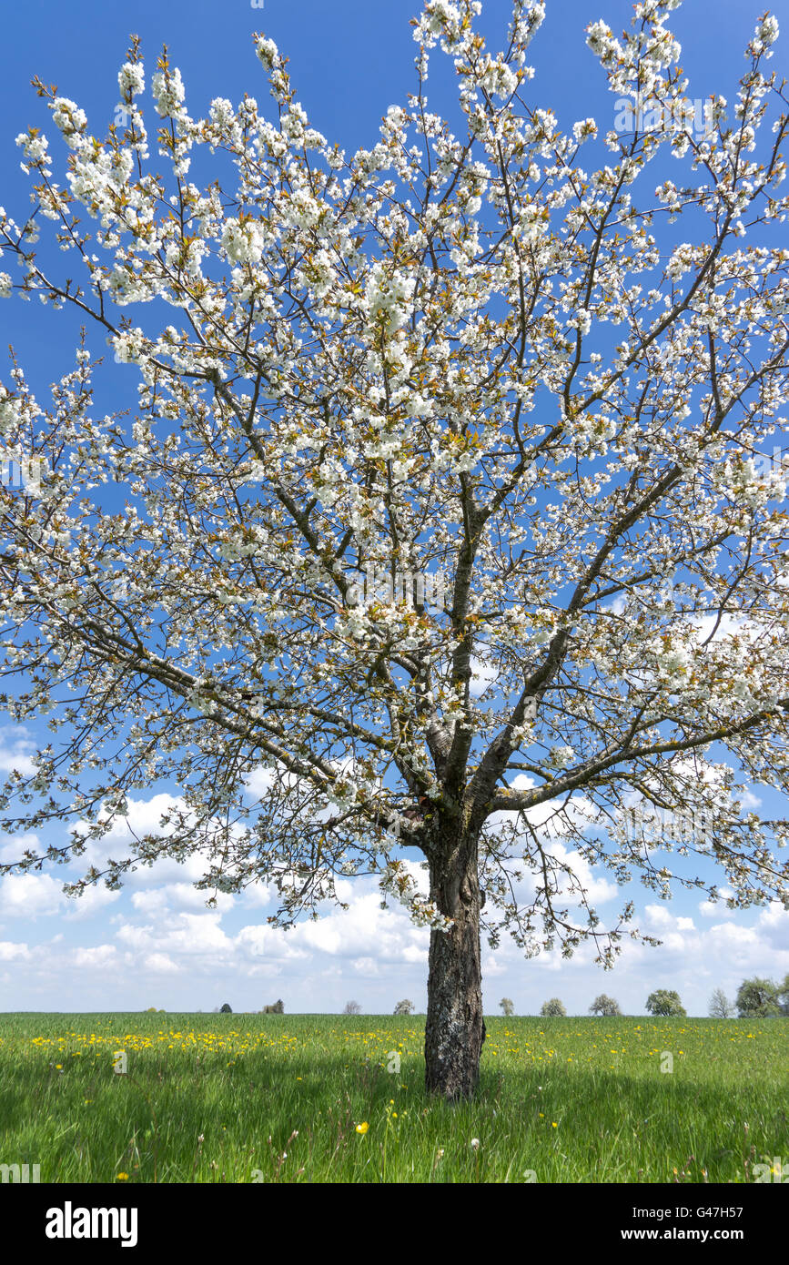 Blühenden Kirschbaum auf einer Wiese im Frühling Stockfoto