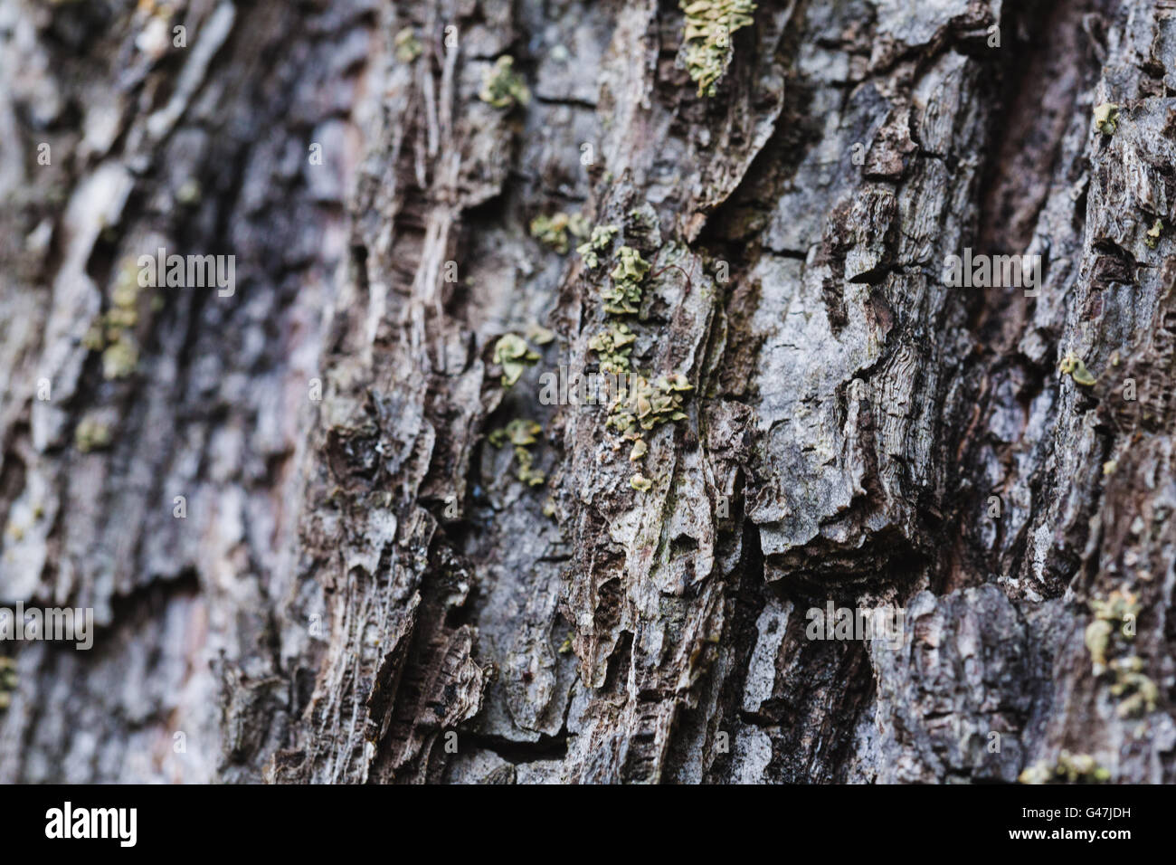 Baum-Rinde-Hintergrund Stockfoto