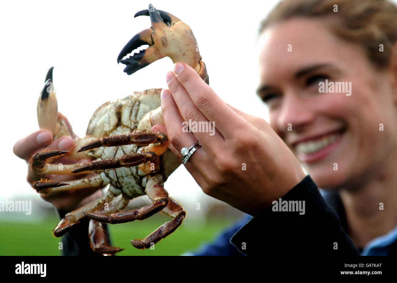 Anna Etchells hält „Claude“ die mutierte dreiklaffige Krabbe wurde dem Blue Reef Aquarium von Tynemouth gespendet, nachdem sie in den Töpfen eines lokalen Fischers hochgeschleppt wurde. Stockfoto
