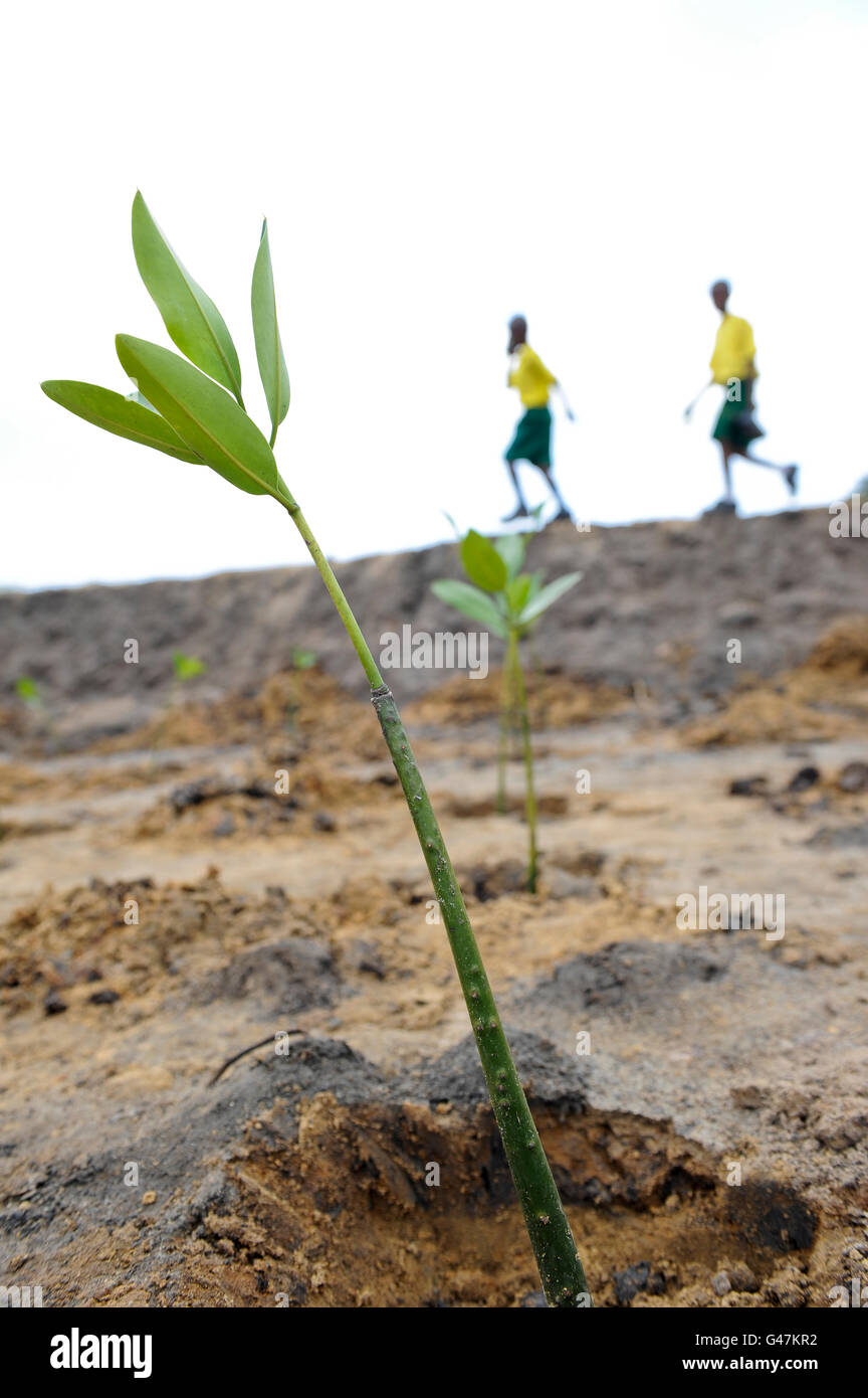 Kenia, Mombasa, Dorf Majaoni, Schule Kinder der Umgebung Youth Club Anlage mangrove Während trail Ausflug an der Küstenregion für Klima und Küste Schutz meer Erosion zu verhindern, ist die Erstellung einer Umweltbewusstsein Stockfoto
