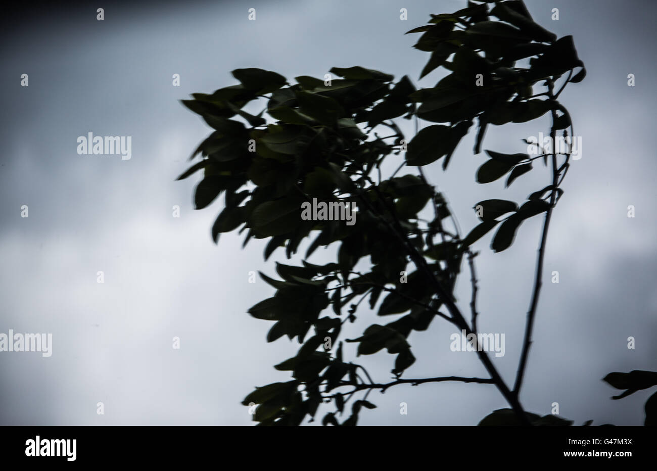 Baum Blätter weht In stürmischen Wind Stockfoto