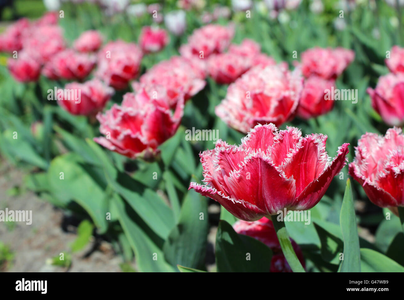 Rote Tulpen mit doppelten Kanten auf den Blütenblättern Stockfoto