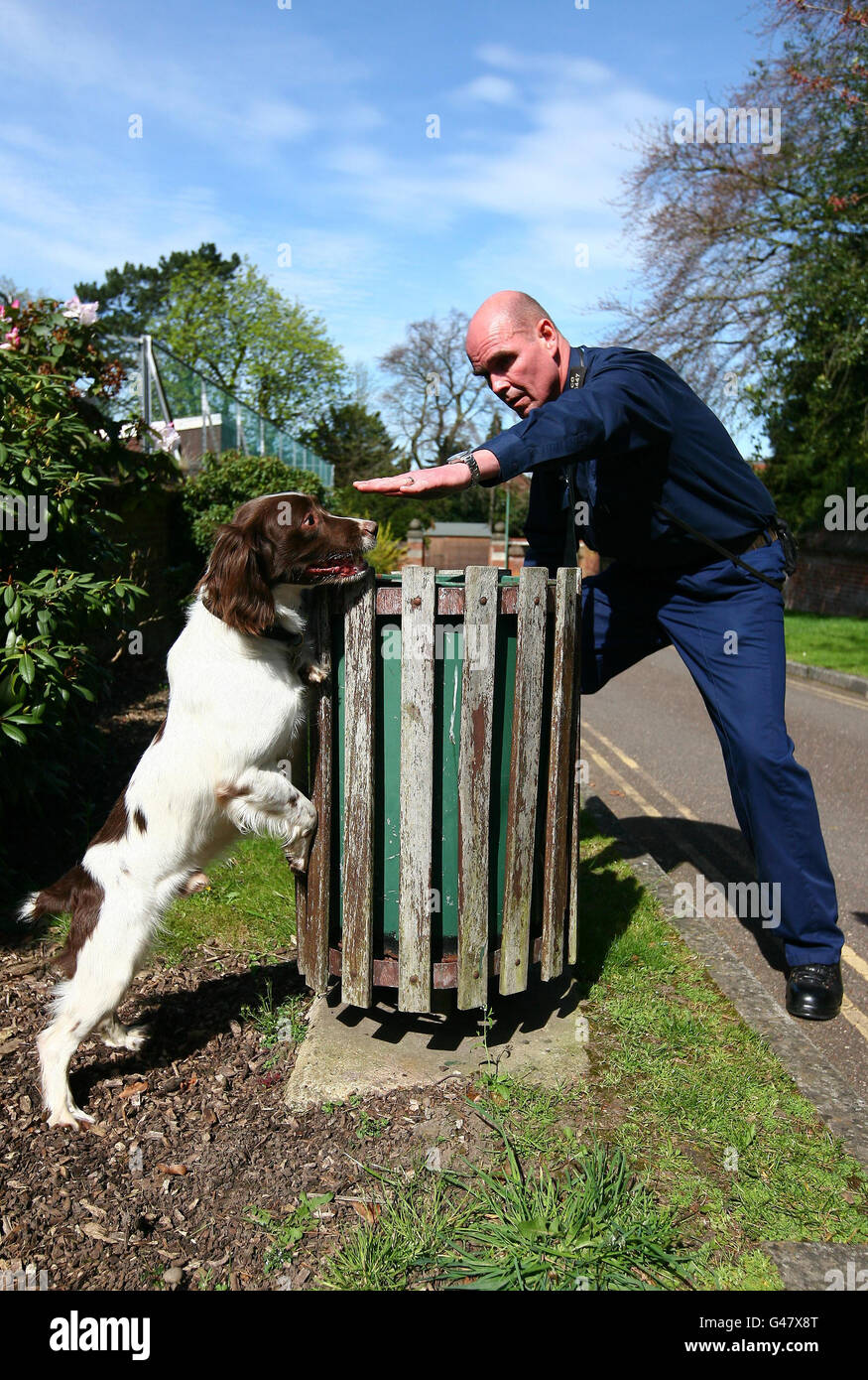 Explosivesuche Hund Rowan, ein englischer Springer Spaniel mit seinem Handler (Name nicht angegeben), durchsucht vor der königlichen Hochzeit nächste Woche einen Behälter während eines Auffrischungstrainings im Warrens Sports Club in Bromley, Kent. Stockfoto