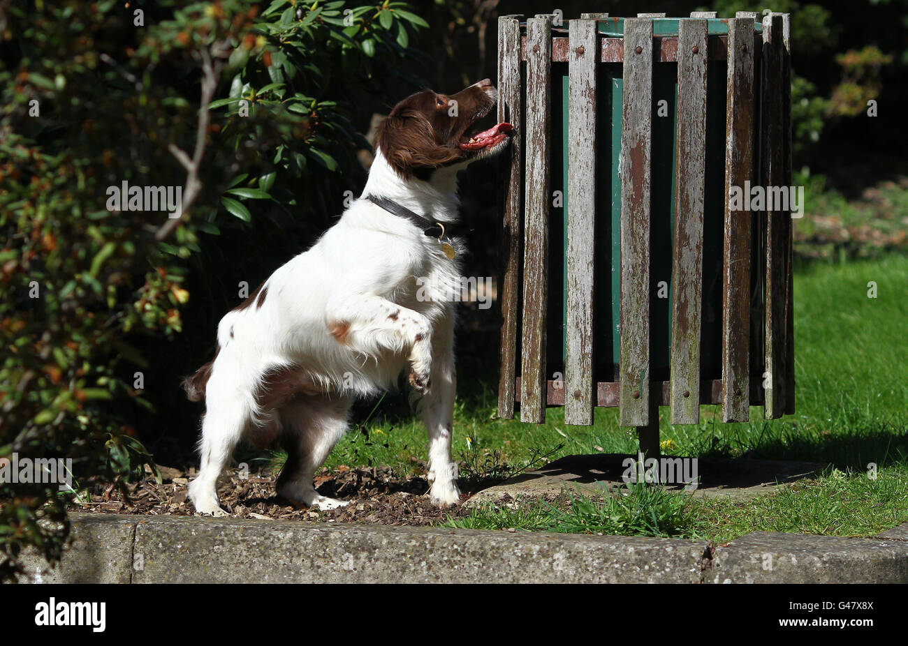 Explosivesuche Hund Rowan, ein englischer Springer Spaniel sucht während eines Auffrischungstrainings im Warrens Sports Club in Bromley, Kent, vor der königlichen Hochzeit nächste Woche einen Behälter. Stockfoto