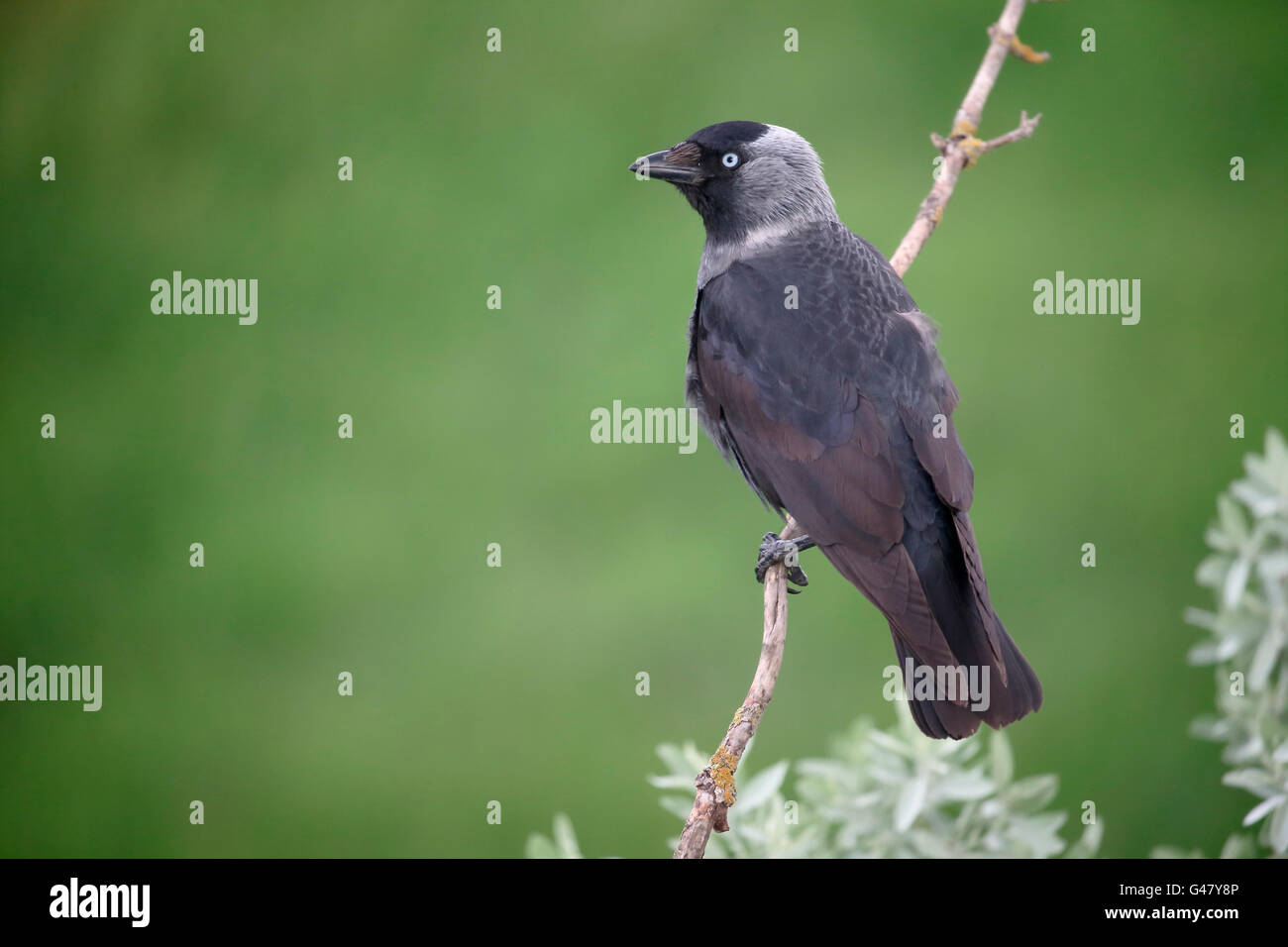 Dohle, Corvus Monedula, einziger Vogel auf Zweig, Ungarn, Mai 2016 Stockfoto