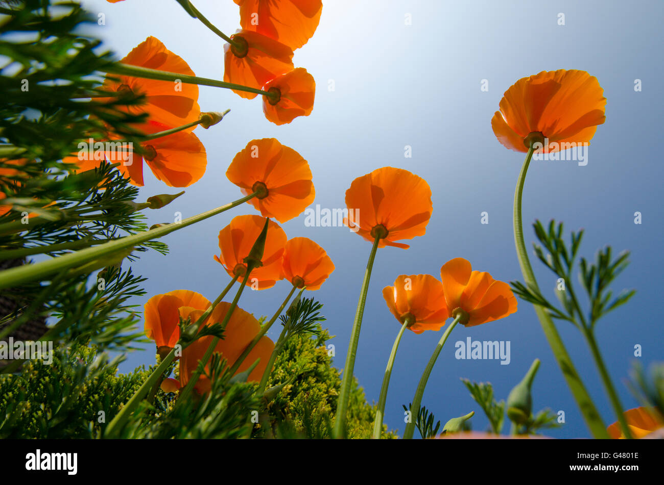 Kalifornischer Mohn [Eschscholzia Californica] kann UK. Stockfoto