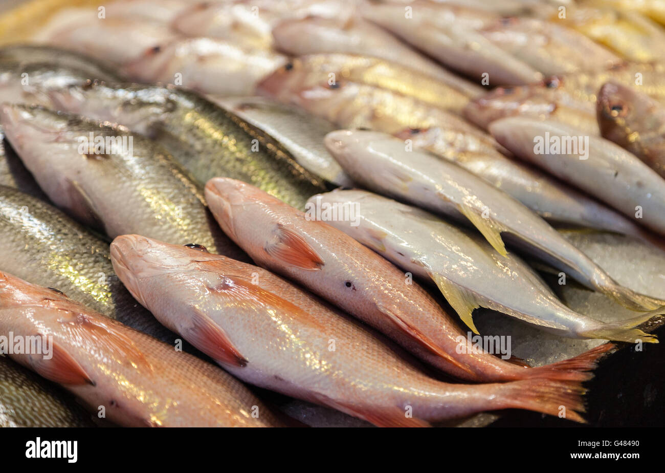 Auswahl an frischem Fisch auf dem Fischmarkt. Stockfoto