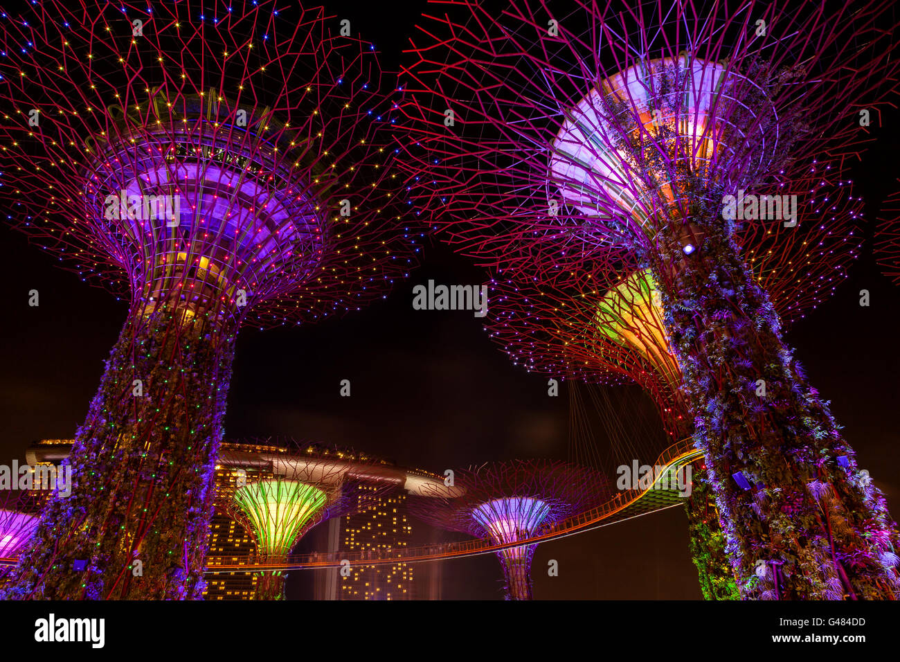 Singapur, Singapur - 9. Dezember 2014: The Supertree Grove lebendig in Gärten an der Bucht in Singapur. Die nächtlichen dazzlin Stockfoto