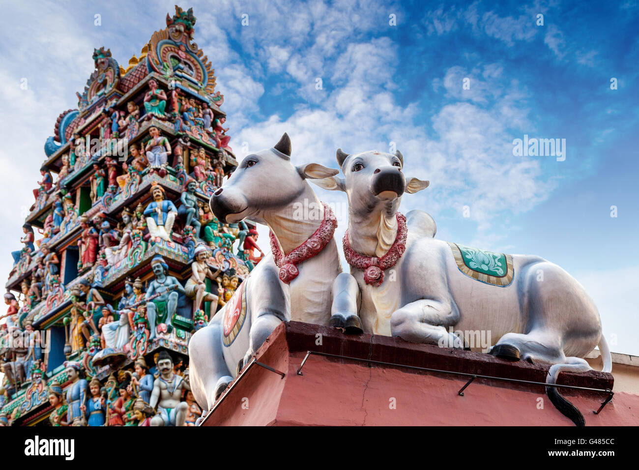 Konzentrieren Sie sich auf ein paar Heilige Kühe, die Bewachung der Fassade einen Hindu-Tempel in bewusste geringe Schärfentiefe abgebildet. Stockfoto