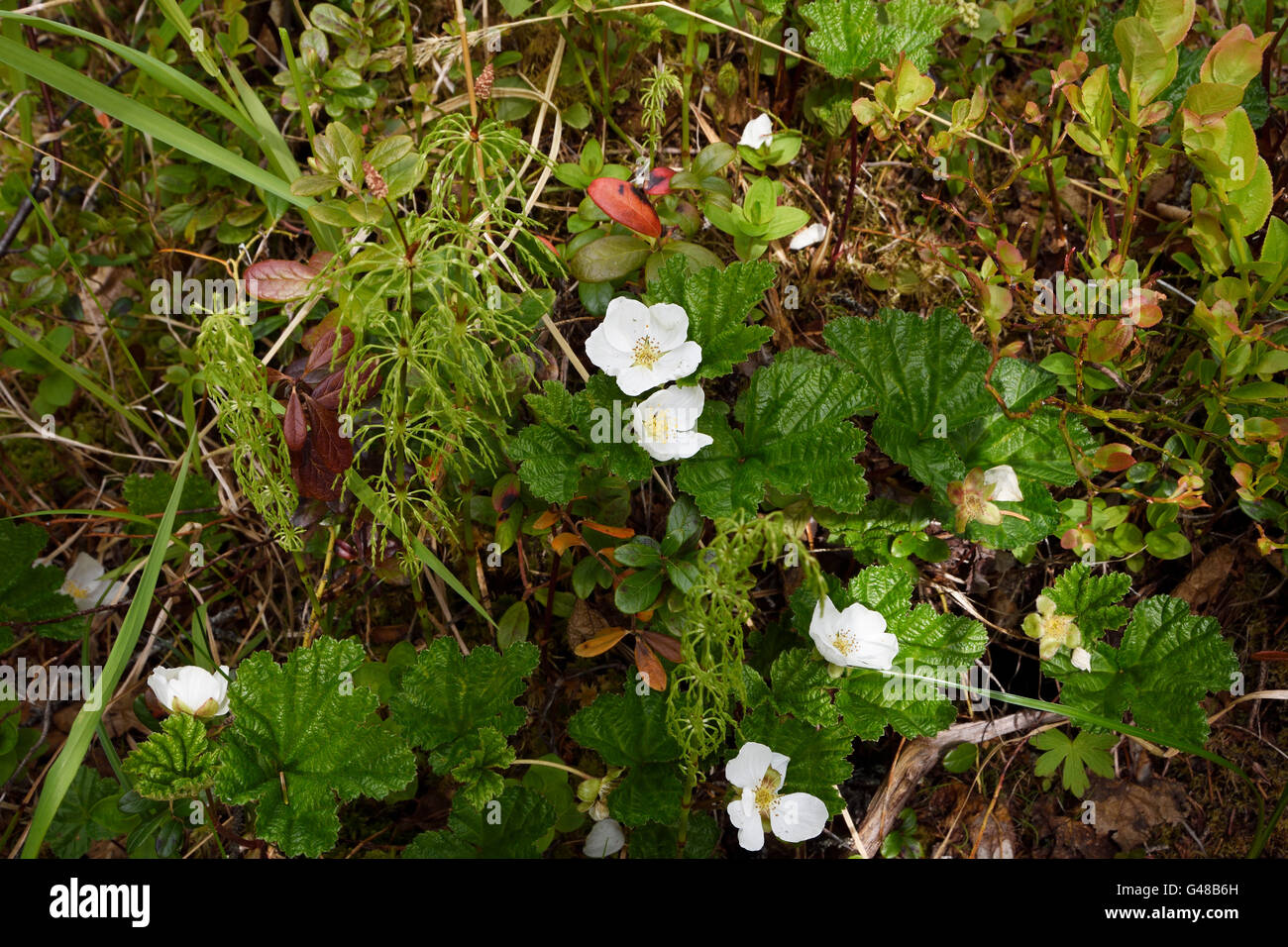 Cloud-Beere Blumen in Nordnorwegen. Stockfoto