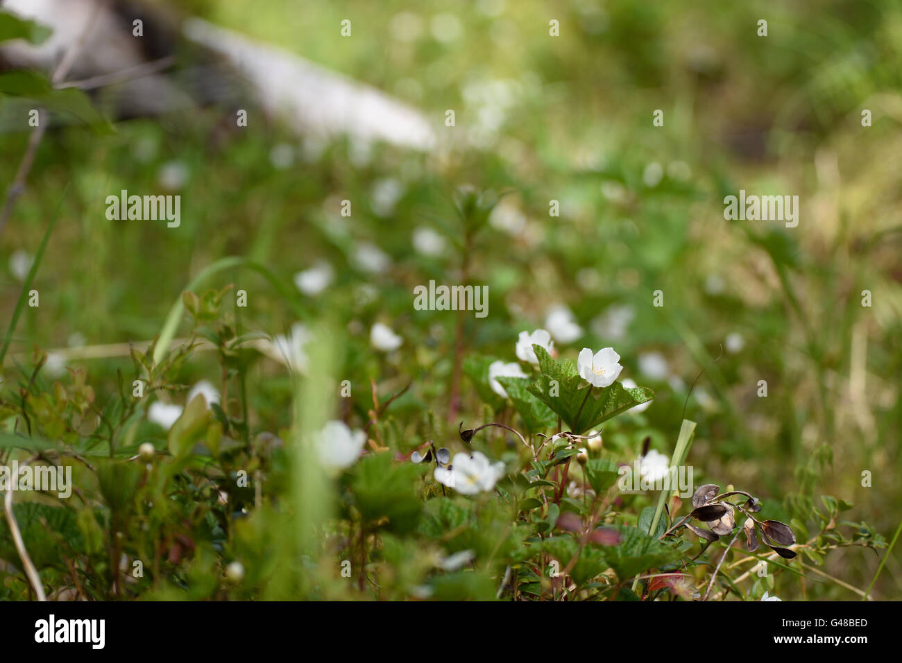 Cloud-Beere Blumen in Nordnorwegen. Stockfoto