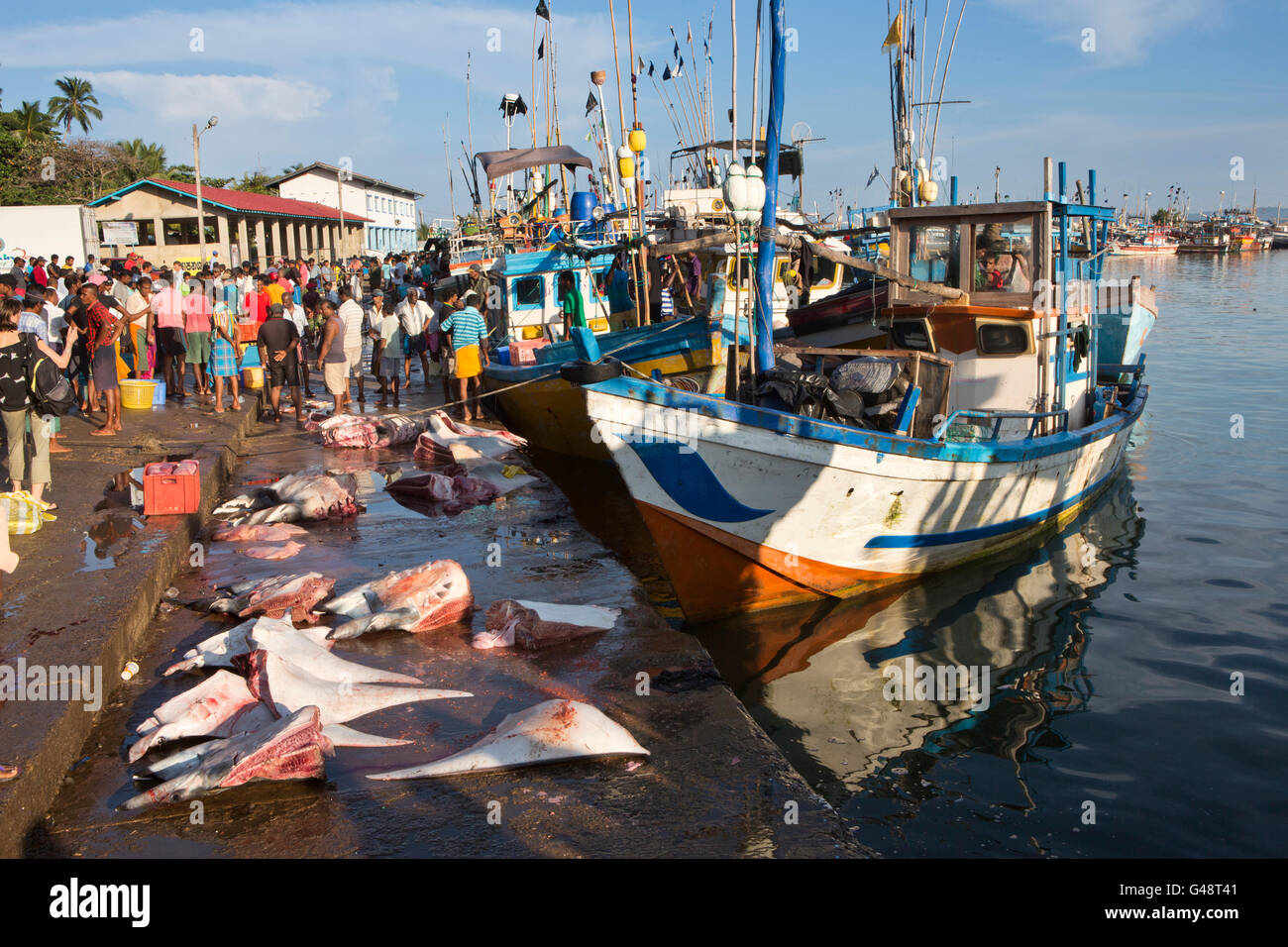 Sri Lanka, Mirissa Hafen, am frühen Morgen, Manta Ray Teile zum Verkauf auf Kai Stockfoto