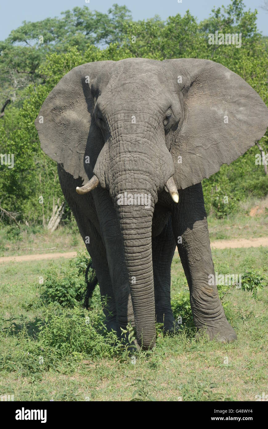 Wilde Elefanten in Südafrika Stockfoto