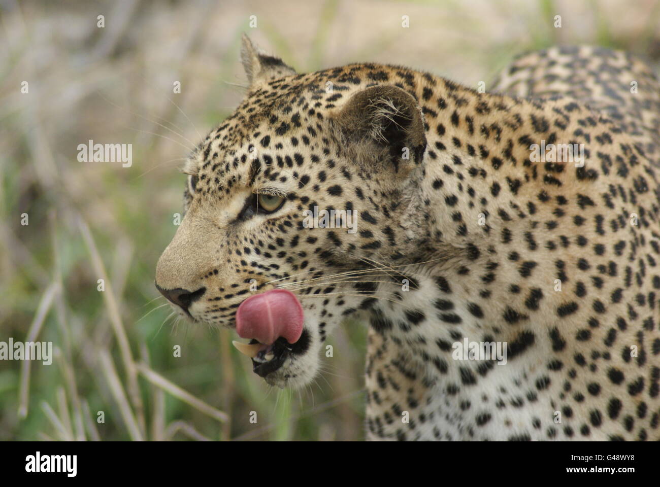 Leoparden in freier Wildbahn in Südafrika Stockfoto