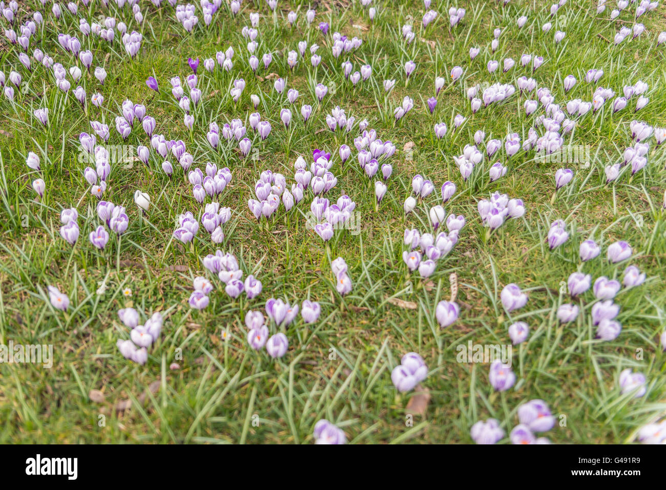 Viele Krokusse auf dem grünen Rasen Stockfoto