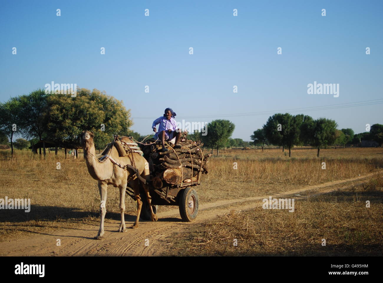 Holzfäller immer transportieren die Früchte seiner Arbeit mit seinem Kamel und Anhänger, Landschaft von Jaipur, Rajasthan, Indien Stockfoto