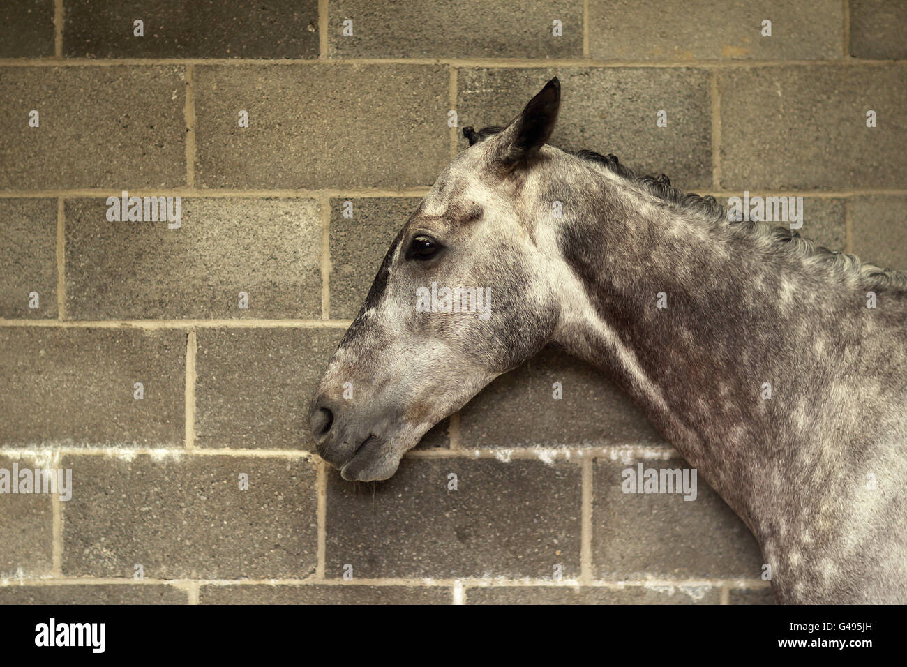 Ein Pferd im Stall während des AES Champion 4 Jahre alten Hurdle Day auf Punchestown Racecourse, Naas, Irland. Stockfoto