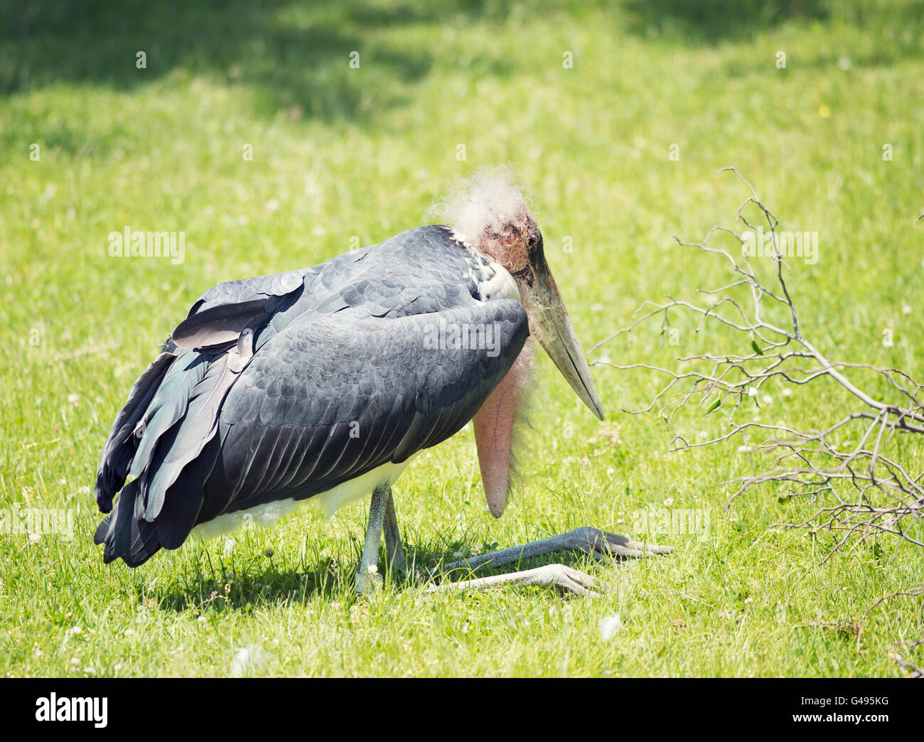 Marabou Storch ruht auf dem Rasen Stockfoto