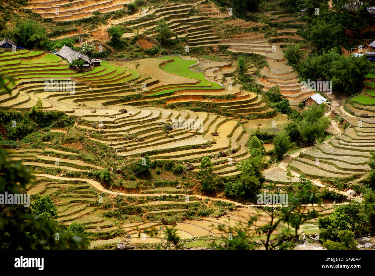 Reis-Terrassen. Sapa, Vietnam, Lao Cai Provinz Asien Stockfoto