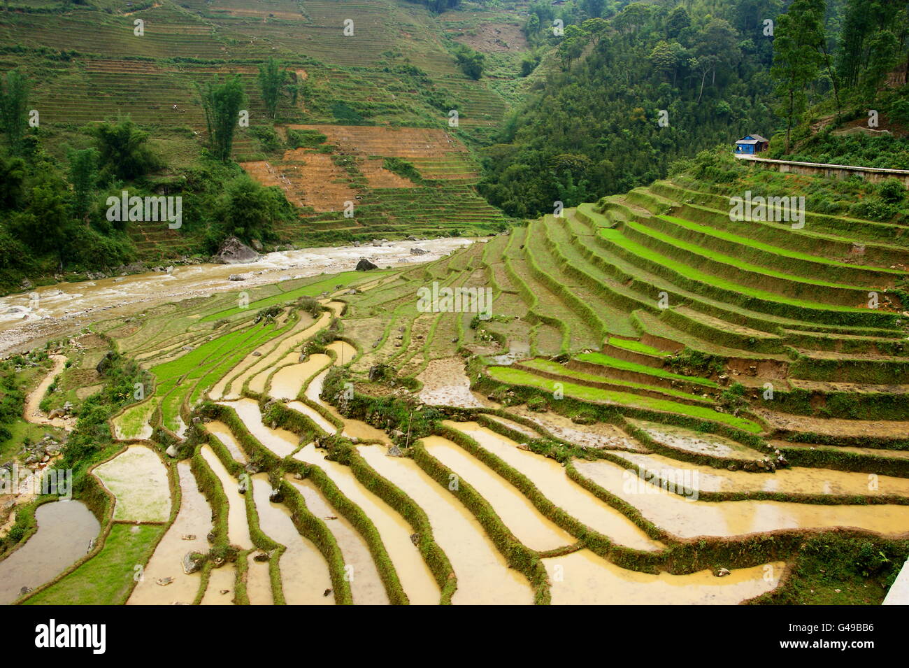 Reis-Terrassen. Sapa, Vietnam, Lao Cai Provinz Asien Stockfoto
