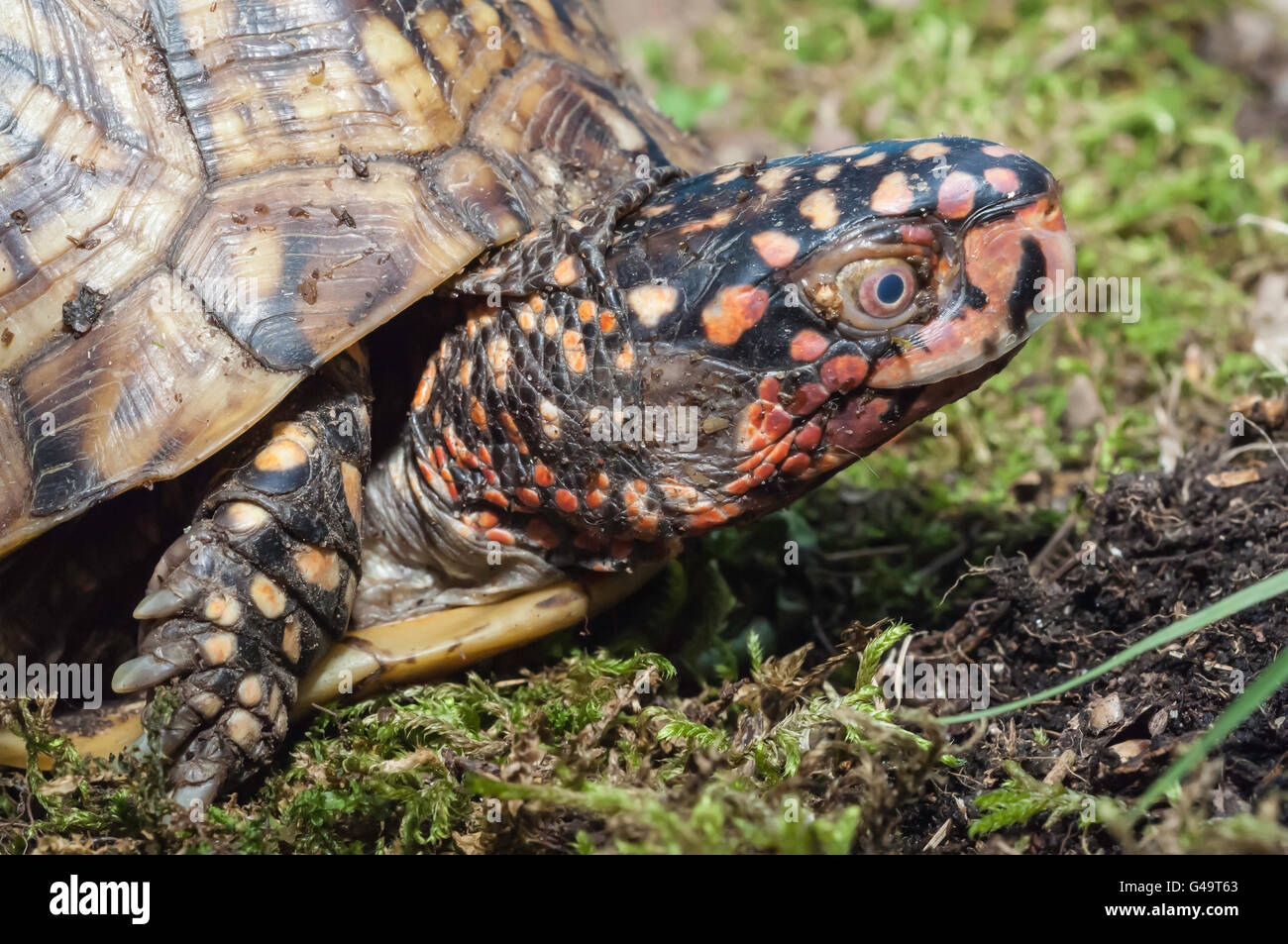 Verzierten Kasten-Schildkröte, Terrapene Ornata Ornata, native, Great Plains, USA Stockfoto