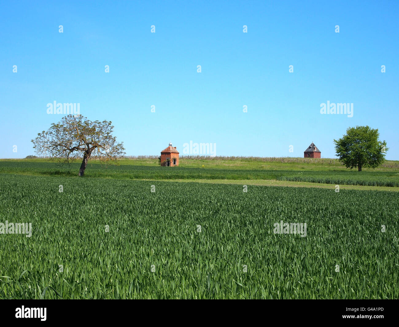 Taubenschläge und Eichen in einem Feld, Limagne, Region Maringues, Auvergne, Frankreich, Europa Stockfoto