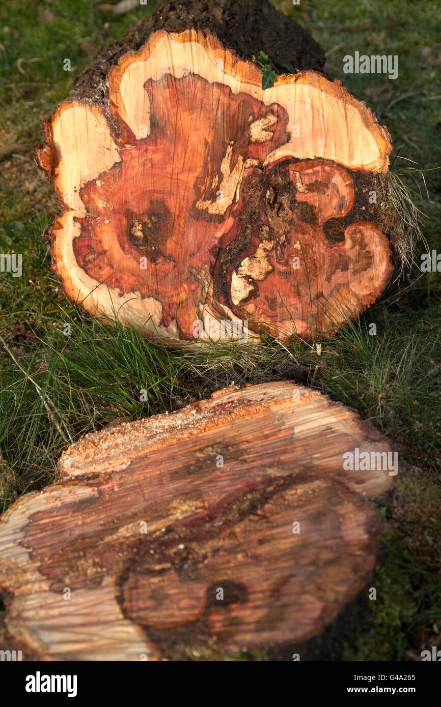 Plum Tree Trunk, Waterlooville, England, Vereinigtes Königreich, Europa gesägt Stockfoto