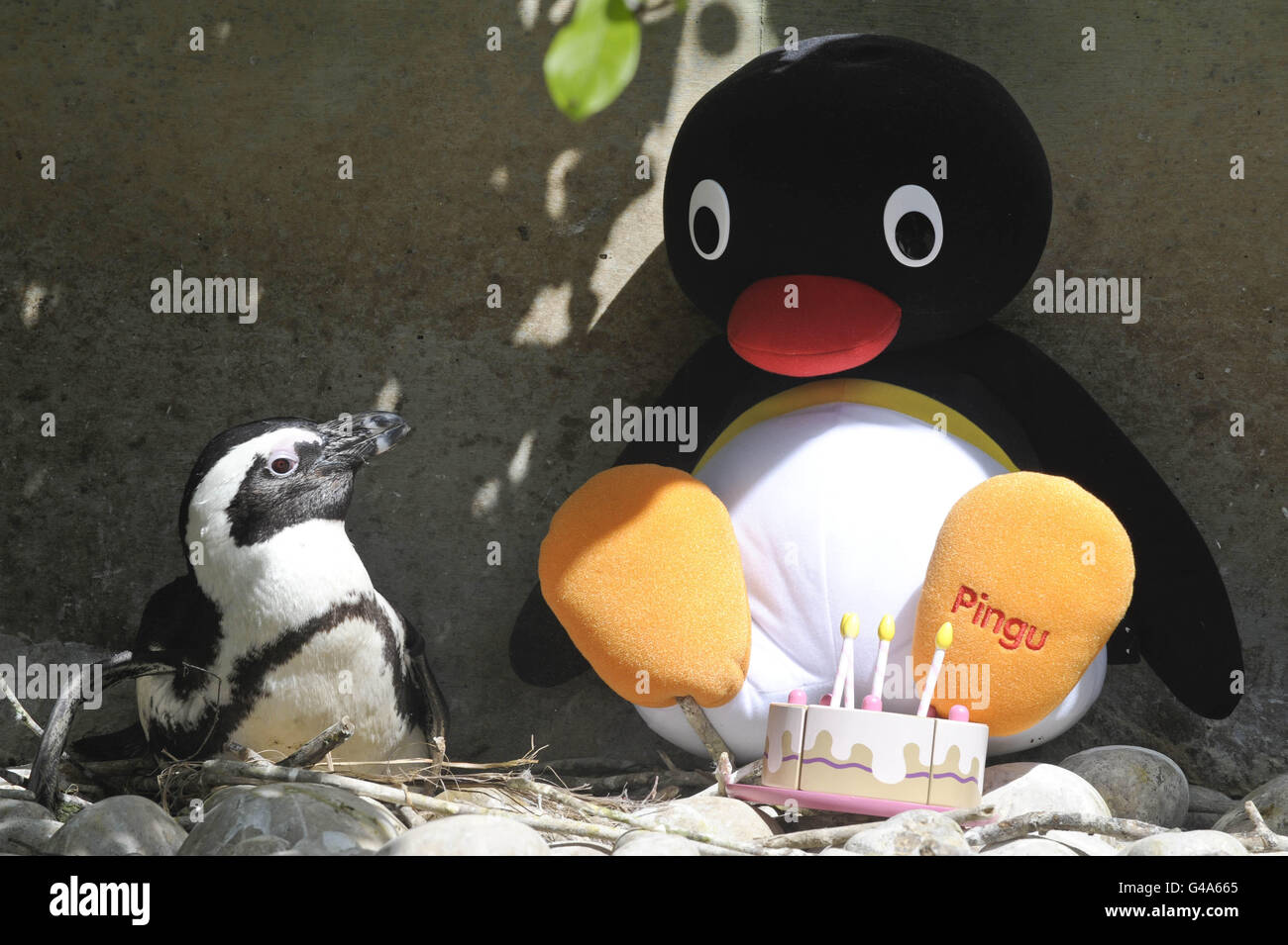 Ein afrikanischer Pinguin sitzt mit einem gefüllten Pingu-Spielzeug im Pinguingehege in den Bristol Zoo Gardens, während die Zeichentrickfigur am Donnerstag, dem 26. Mai 2011, seinen 25. Geburtstag feiert. Stockfoto