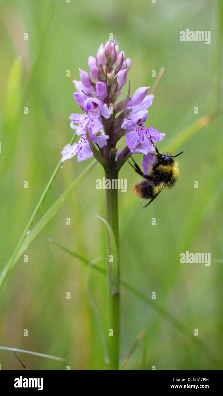 Hummel auf gemeinsame gefleckte Orchidee Stockfoto