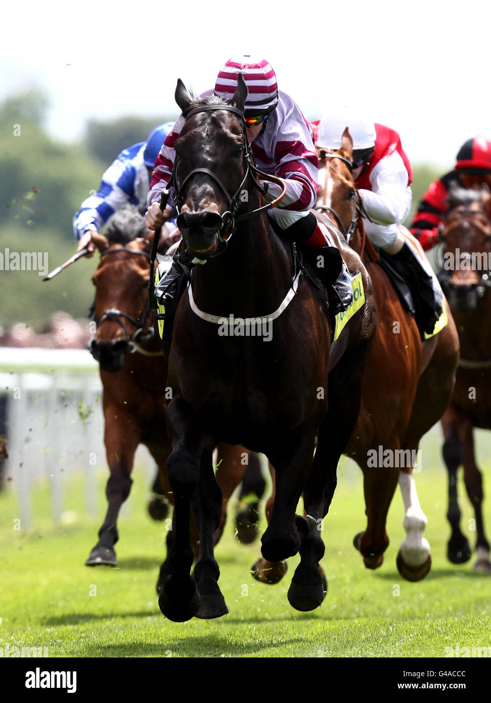 Pferderennen - 2011 Dante Festival - totesport Dante Stakes Day - York Racecourse. Ancient Cross kommt nach Hause, um die Totepool-Einsätze zu gewinnen Stockfoto