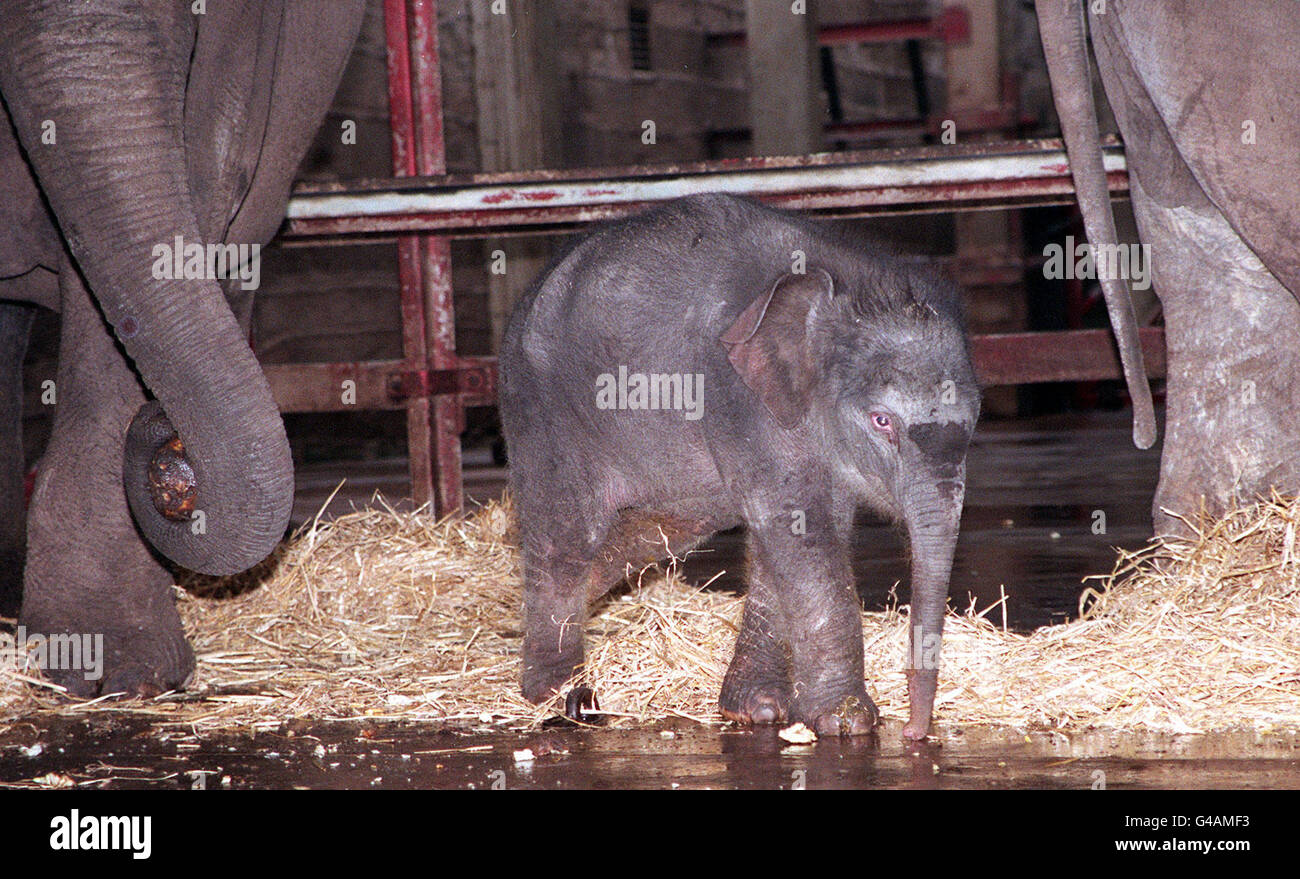 Die neue Ankunft im Chester Zoo macht heute (Dienstag) ihren ersten öffentlichen Auftritt. Der noch unbenannte asiatische Elefantenbaby, der am Silvesterabend mit einem Gewicht von 80 kg geboren wurde, ist die Schwester von Karha, die im vergangenen Sommer starb, nachdem sie von ihrer Mutter Thi-Hi-Way abgelehnt wurde. Experten im Zoo sagen, dass sie dieses Mal keine solchen Probleme erwarten, da sowohl Mutter als auch Vater, Chang, auf ihrem Baby doting. Siehe PA Geschichte TIERE Elefant. EDI.Pic Dave Kendall/PA Stockfoto