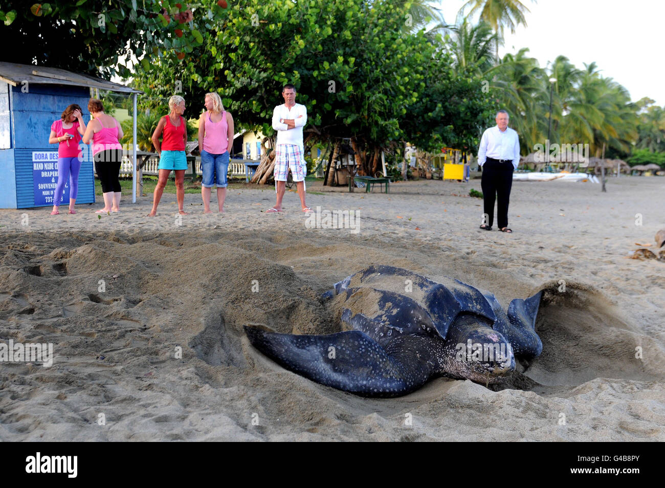 Bisher unveröffentlichtes Foto einer Leatherback Meeresschildkröte, der größten Schildkröte der Welt, die einem Mitglied der Schildkrötenpatrouille in Tobago die seltene Chance gibt, ihre Eier zu überprüfen, während sie sie bei Tageslicht legt. Stockfoto