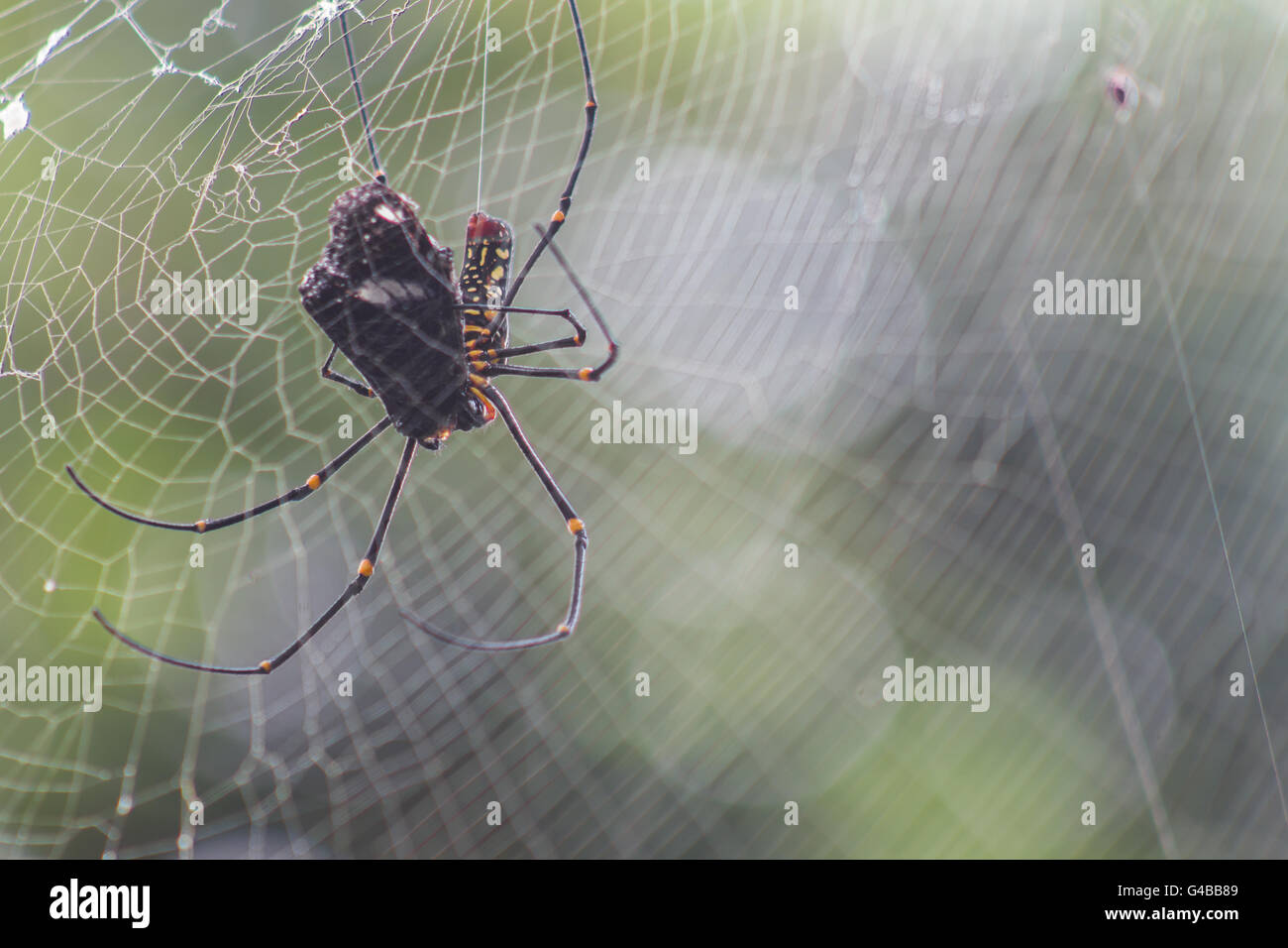 Spinne fängt und Essen Florfliege Schmetterling Stockfoto